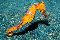 Thorny seahorse (Hippocamus histrix). Lembeh Strait, North Sulawesi, Indonesia.