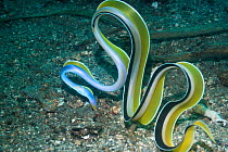 Ribbon eel ( Rhinomuraena quaesita) Lembeh Strait, North Sulawesi, Indonesia.