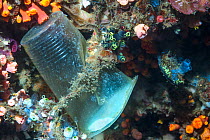 Plastic cup trapped on reef wall. Lembeh Strait, North Sulawesi, Indonesia.