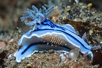 Nudibranch (Chromodoris willani) with a scale worm. Lembeh Strait, North Sulawesi, Indonesia.