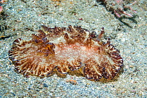 Nudibranch - Flatworm Discodoris (Discodoris boholiensis). Lembeh Strait, North Sulawesi, Indonesia.