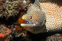 Whitemouth moray eel (Gymnothorax meleagris). Lembeh Strait, North Sulawesi, Indonesia. Indo-Pacific.