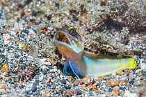 Goldspecs or Yellowbarred jawfish (Opitognathus randalli) outside its burrow. Lembeh Strait, North Sulawesi, Indonesia.