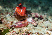 Broadclub cuttlefish (Sepia Latimanus) pair. West Papua, Indonesia. Indo-West Pacific.