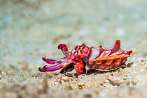 Flambouyant cuttlefish (Metasepia pfefferi), juvenile. West Papua, Indonesia. Indo-West Pacific.
