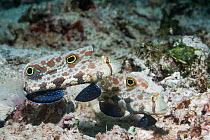 Crab-eye goby / goby (Signigobius biocellatus). West Papua, Indonesia. Indo-West Pacific.