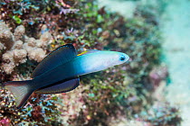 Blackfin dartfish (Ptereleotris evides). West Papua, Indonesia. Indo-West Pacific.