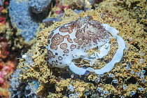 Nudibranch (Jorunna funebris) laying eggs. West Papua, Indonesia. Indo-West Pacific.