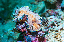 Nudibranch (Glossodoris acosti) West Papua, Indonesia. Indo-West Pacific.