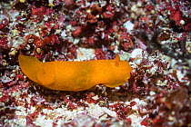 Nudibranch (Gymnodoris inornata) West Papua, Indonesia. Indo-West Pacific.