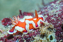 Nudibranch (Mexichromis pusilla) West Papua, Indonesia. Indo-West Pacific.