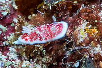 Nudibranch (Goniobranchus reticulatus) West Papua, Indonesia. Indo-West Pacific.