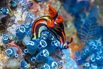 Nudibranch (Nembrotha sp) feeding on tunicates. West Papua, Indonesia. Indo-West Pacific.