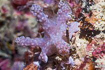 Nudibranch (Miamira alleni) West Papua, Indonesia. Indo-West Pacific.