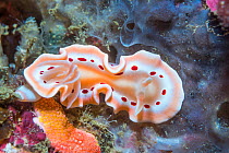 Nudibranch (Ardeadoris cruenta / Glossodoris cruenta). West Papua, Indonesia. Indo-West Pacific.