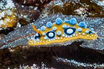 Nudibranch (Phyllidia ocellata) West Papua, Indonesia. Indo-West Pacific.