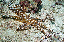 Wonderpus (Wonderpus photogenicus). West Papua, Indonesia. Indo-West Pacific.