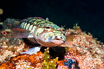 Blackbarred sandperch (Parapercis tetracantha). West Papua, Indonesia. Indo-West Pacific.