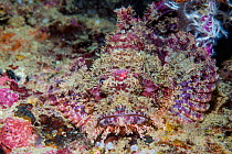 Tasseled scorpionfish (Scorpaenopsis oxycephala). West Papua, Indonesia. Indo-West Pacific.