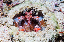 Indonesian mantis shrimp (Lysiosquillina lisa) Komodo National Park, Indonesia.
