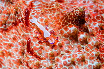 Emperor shrimp (Periclemenes imperator) on a Sea Cucumber. West Papua, Indonesia. Indo-West Pacific.