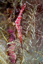 Ocellated Tozeuma Shrimp (Tozeuma lanceolatum). West Papua, Indonesia. Indo-West Pacific.