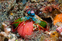 Peacock mantis shrimp (Odontodactylus scyllarus) carrying her eggs. North Sulawesi, Indonesia. Indo-West Pacific.