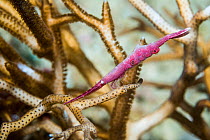 Ocellated tozeuma shrimp (Tozeuma lanceolatum). West Papua, Indonesia. Indo-West Pacific.