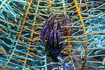 Striped snapping shrimp (Synalpheus striatus) (Synalpheus stimpsoni) living on crinoids. West Papua, Indonesia. Indo-West Pacific.
