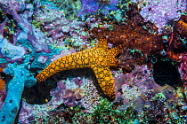 Indian starfish (Fromia indica) with rejuvenating arms. West Papua, Indonesia. Indo-West Pacific.