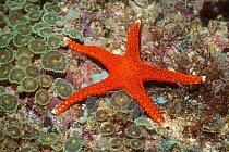Thousand-pores Sea Star (Fromia milleporella) lying on reef with Zoanthids, colonial anemones - Protopalythoa species. West Papua, Indonesia. Indo-West Pacific.