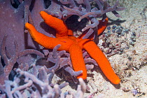 Luzon starfish (Echinaster luzonicus) lying on leather coral. West Papua, Indonesia. Indo-West Pacific.