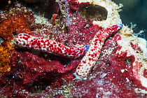 Multipore starfish (Linckia multiflora), asexual reproduction and arm regeneration, severed arms commonly regenerate new individuals. West Papua, Indonesia. Indo-West Pacific.
