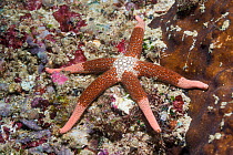 Yellow mesh starfish (Nardoa novaecaledoniae). West Papua, Indonesia. Indo-West Pacific.