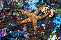 Indian starfish (Fromia indica). West Papua, Indonesia. Indo-West Pacific.