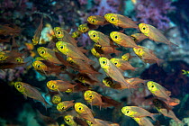 Pygmy sweepers (Parapriacanthus ransonetti). West Papua, Indonesia. Indo-West Pacific.