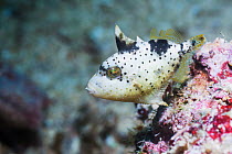 Yellowmargin triggerfish (Pseudobalistes flavimarginatus) juvenile, West Papua, Indonesia. Indo-West Pacific.