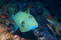 Blue or Rippled triggerfish (Pseudobalistes fuscus). West Papua, Indonesia. Indo-West Pacific.