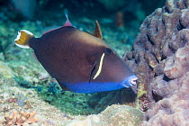 Flagtail triggerfish (Sufflamen chrysopterum). West Papua, Indonesia. Indo-West Pacific.