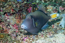Flagtail triggerfish (Sufflamen chrysopterum). West Papua, Indonesia. Indo-West Pacific.