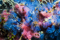 Moluccan ascidian / Blue spot ascidian (Clavellina mouccensis). West Papua, Indonesia. Indo-West Pacific.
