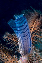 Blue club Tunicate (Rhopalaea circula). West Papua, Indonesia. Indo-West Pacific.