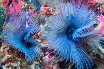 Fan worm (Sabella sp) West Papua, Indonesia. Indo-West Pacific.