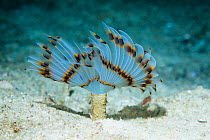 Fan worm (Sabellastarte sp) West Papua, Indonesia. Indo-West Pacific.