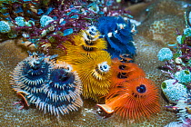 Christmas tree worm (Spirobranchus sp). West Papua, Indonesia. Indo-West Pacific.