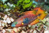 Two spot wrasse (Oxycheilinus bimaculatus) male. West Papua, Indonesia. Indo-West Pacific.