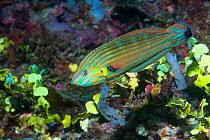 Tail-spot wrasse (Halichoeres melanurus). West Papua, Indonesia. Indo-West Pacific. Popular in the aquarium trade.