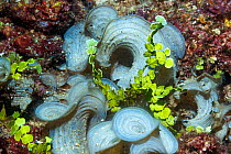 Funnelweed (Padina gymnospora) and Green Algae (Halimeda sp.). West Papua, Indonesia. Indo-West Pacific.