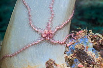 Brittlestar (Ophiothrix species) on soft coral. West Papua, Indonesia. Indo-West Pacific.