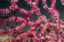 Brittlestars on Gorgonian branches (Ophiopholis species). West Papua, Indonesia. Indo-West Pacific.